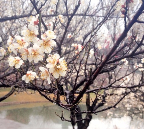  [春天花事]赏二月梅园 观林屋洞 西山草莓采摘
